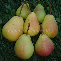 ������ ������ ����� ��������� (� �����)   ����