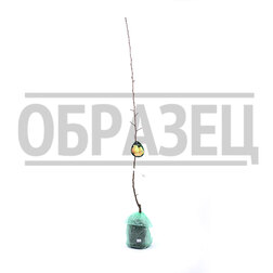 ������ ������ ����� ��������� (� �����)   ����