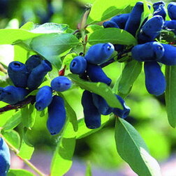 ������ ������ ��������� ��������� �������   ����