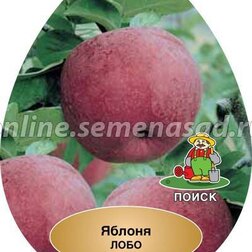 ������ ������ ������ ���� (������ ��������) (� �����)   ����