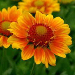 ������ ������ ��������� ���� ��� (1��-100��) ���������������� ������   ����