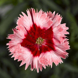 ������ ������ �������� ����� �������� ��������� (1��-100�����) ���������������� ������   ����