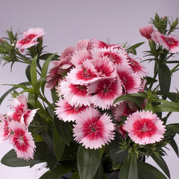 ������ ������ �������� ���� ��������� (1��-100��) ���������������� ������   ����