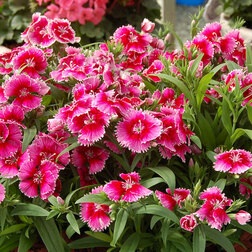 ������ ������ �������� ���� ����� ������ (1��-100��) ���������������� ������   ����