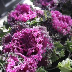 ������ ������ ������� ������������ ������ ��� (1��-100��) ���������������� ������   ����