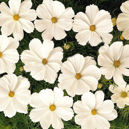 ������ ������ ������ ������ ���� (1��-100��) ���������������� ������   ����