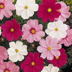 ������ ������ ������ ������ ���� (1��-100��) ���������������� ������   ����