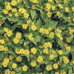 ������ ������ ����������� ��� ���� (1��-250��) ���������������� ������   ����