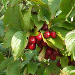 ������ ������ ����� ������������ ���   ����