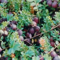 ������ ������ ������ ������������� ��� ���   ����