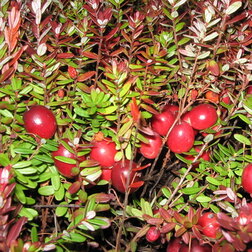 ������ ������ ������ ������������� ��������   ����