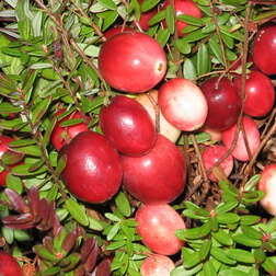 ������ ������ ������ ������������� �������   ����