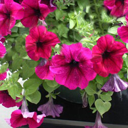 ������ ������ ������� ��������� ������� �������� (1��-100�����) ���������������� ������   ����