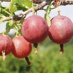 ������ ������ ��������� �������   ����