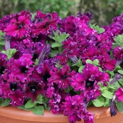 ������ ������ ������� ����������� �������� ������ ���� (1��-100�����) ���������������� ������   ����