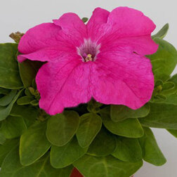 ������ ������ ������� ����������� �������� ������ ���� (1��-100�����) ���������������� ������   ����