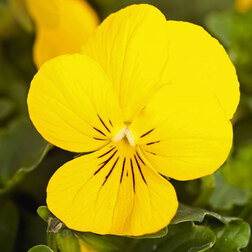 ������ ������ ������ ������� ������ ����� (1��-100��) ���������������� ������   ����