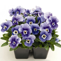 ������ ������ ������ ������� ������ ������ (1��-100��) ���������������� ������   ����