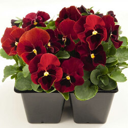 ������ ������ ������ ������� ������ ��� ����� (1��-100��) ���������������� ������   ����