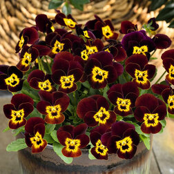 ������ ������ ������ ������� ������ ���� ���� (1��-100��) ���������������� ������   ����