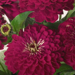 ������ ������ ������ ������� ������ ���� (1����-100��) ���������������� ������   ����