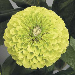 ������ ������ ������ ������� ������ ���� (1����-100��) ���������������� ������   ����