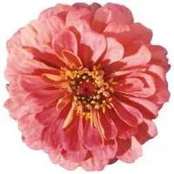 ������ ������ ������ ������ ���� (1��-100 ��) ���������������� ������   ����