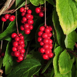 ������ ������ �������� ��������� �������   ����