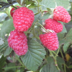 ������ ������ ������ ��������� (��� �����)   ����