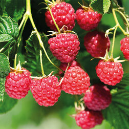 ������ ������ ������� ������ ������������ ����� ����   ����