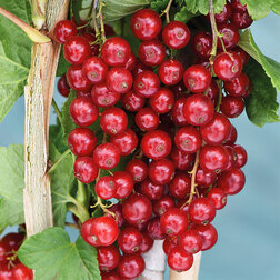 ������ ������ ��������� ������� ������   ����