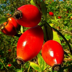 ������ ������ �������� ������������ 3   ����