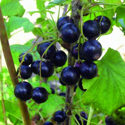 ������ ������ ��������� ������ ���������   ����