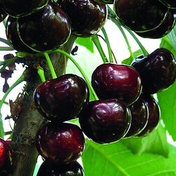 ������ ������ ������� ����� (�������� ������)   ����