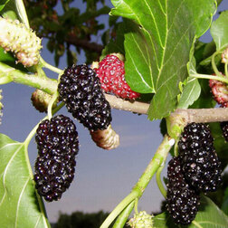 ������ ������ ��������� ������   ����