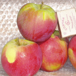 ������ ������ ������ ���� ������������   ����