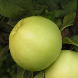 ������ ������ ������ ��������� ������������ (�������� ������)   ����