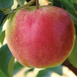 ������ ������ ������ �����������   ����