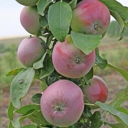 ������ ������ ������ ������������� ���������� �������� (�-2)   ����