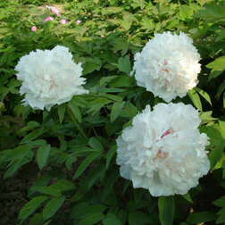 ������ ������ ���� ����������� ����� �����   ����