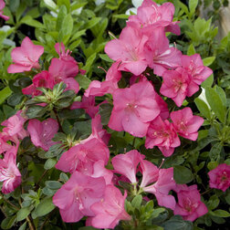 ������ ������ ������ �������� ���� �������   ����