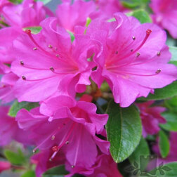 ������ ������ ������ �������� ����� ϸ��   ����