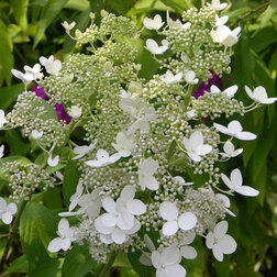 ������ ������ ��������� ����������� (���������)   ����