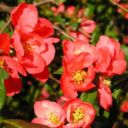 ������ ������ ���� ������������ ���� ������   ����