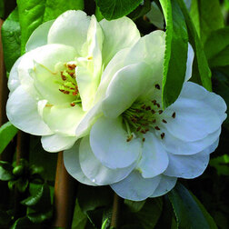 ������ ������ ���� �������� ��������   ����