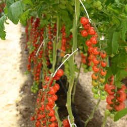 ������ ������ �������������� ��� ������� - ������� ������ (10��.)   ����