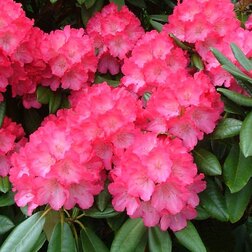 ������ ������ ����������� ������������ ����������   ����