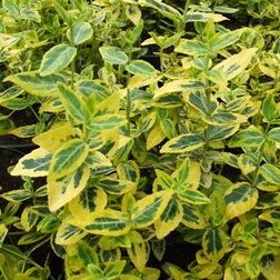 ������ ������ ��������� (������� ������� ����)   ����