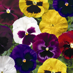 ������ ������ ����� ��������������� �������� ���� (1��-100��) ���������������� ������   ����