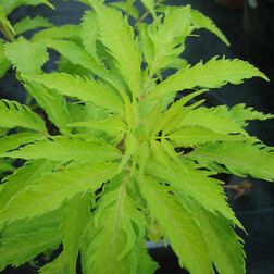 ������ ������ ������ ������ �����   ����